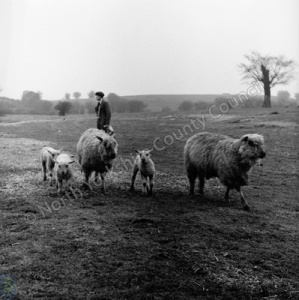 Sheep, Beverley